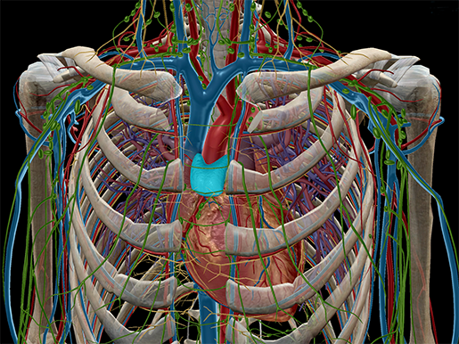 Lymphatic-system-thymus-lymphocytes-t-cells